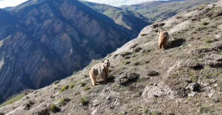 Drone ile Bozayıları Uzaklaştıran Yetiştirici
