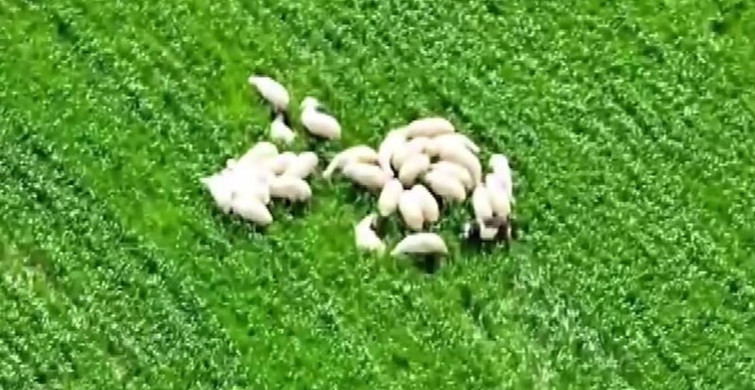 Dronla Bulunan Kaybolan Koyunlar