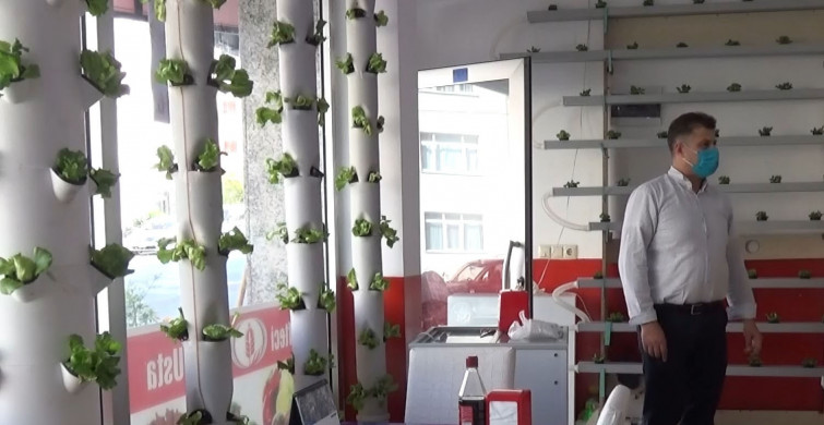 Dükkanının Duvarında Marul Yetiştiriyor, Müşteriler Dekor Sanıyor