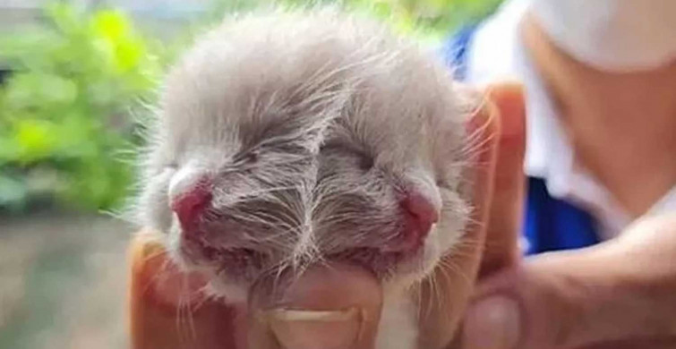 Dünyayı şaşkına çeviren iki yüzlü kedi! Üzücü haber geldi