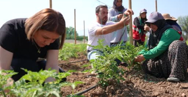 Düzce'de ata tohumu üretimi büyüyor