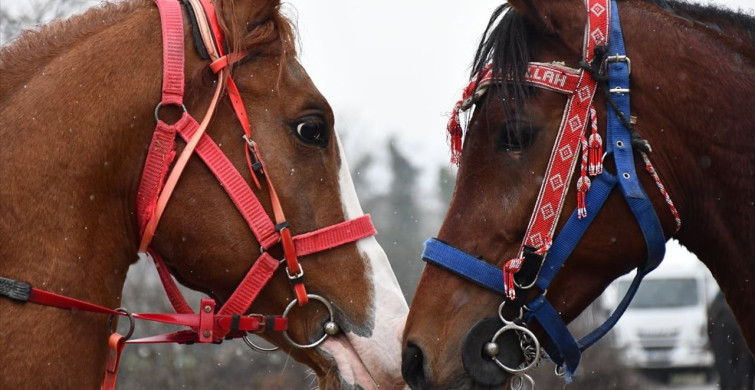 Düzce'de Atlı Safari Coşkusu
