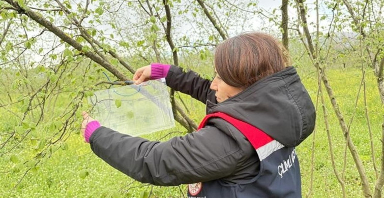 Düzce'de Fındık Bahçelerinde Teknik Takip Başladı