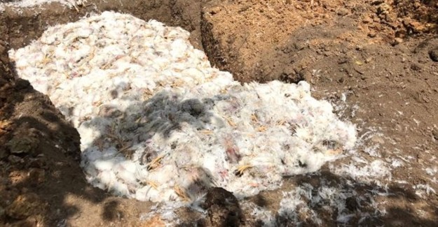 Düzce'de Havalandırmanın Yetersiz Kaldığı Kümeste 8 Bin Tavuk Telef Oldu