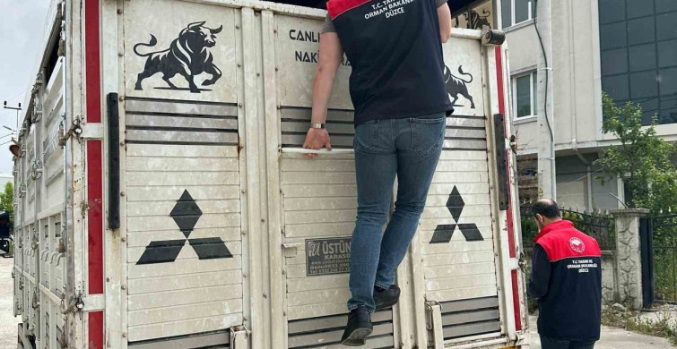 Düzce’de Hayvan Hareketliliği Denetimde