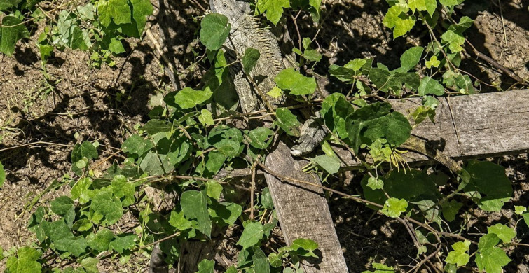 Düzce'de itfaiye ekipleri iguana kurtardı