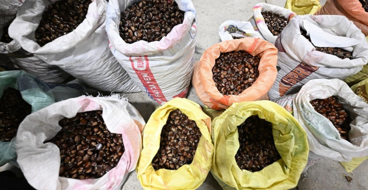 Düzce'de Kestane Mezatı Açıldı