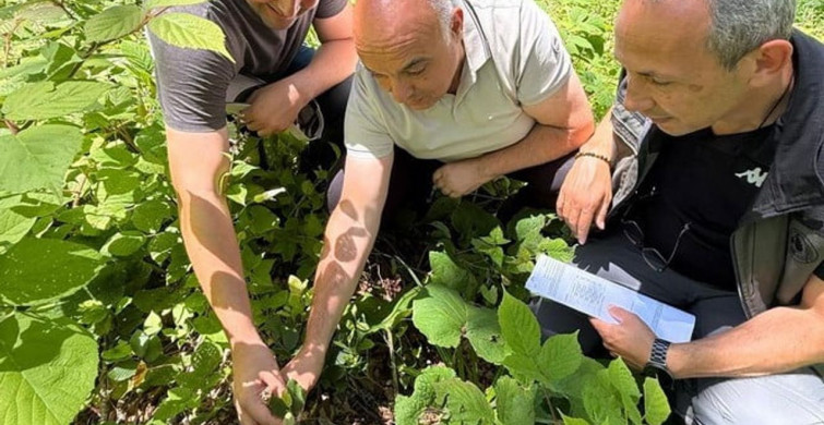Düzce’de ormanlarda gençlik bakım çalışmaları sürüyor