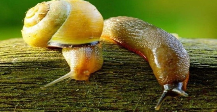 Düzce'de Salyangoz ve Sümüklü Böcek Uyarısı Yapıldı