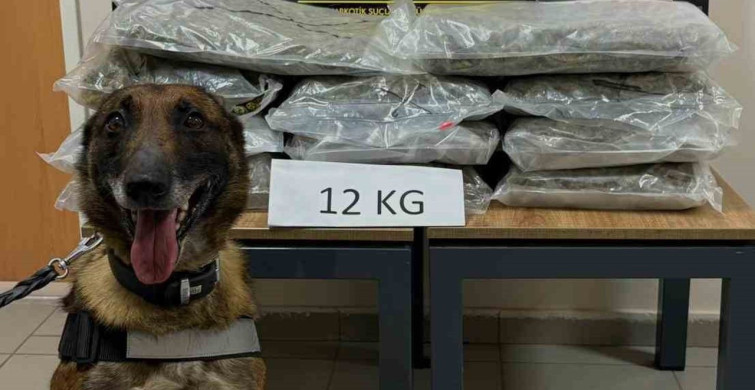Düzce'de Uyuşturucu Operasyonu: 12 Kilogram Skunk Ele Geçirildi