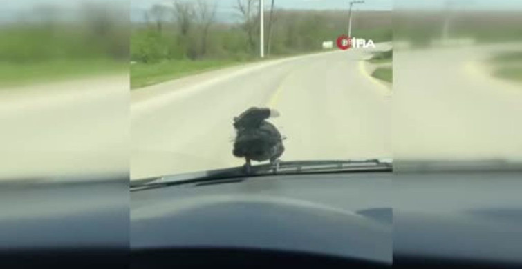 Düzce'de Yolda Şaşırtıcı Karga Yolculuğu