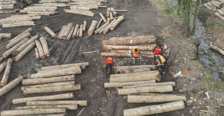 Düzce'den 3 Bin 400 Ton Orman Ürünü İhracatı
