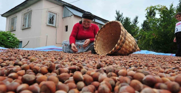 Düzce’den AB ülkelerine 5 bin 291 ton fındık ihraç edildi
