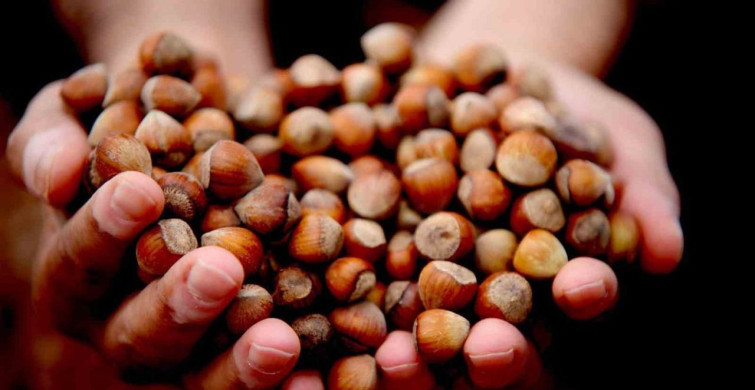 Düzce'den Fındık İhracatında Önemli Artış