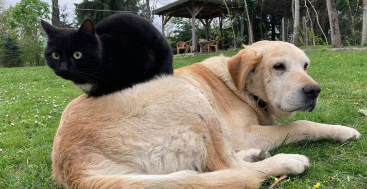 Düzce'nin Kedi ve Köpek Maması İhracatı Artıyor
