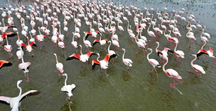Eber Gölü'nde Flamingolarla Görsel Şölen