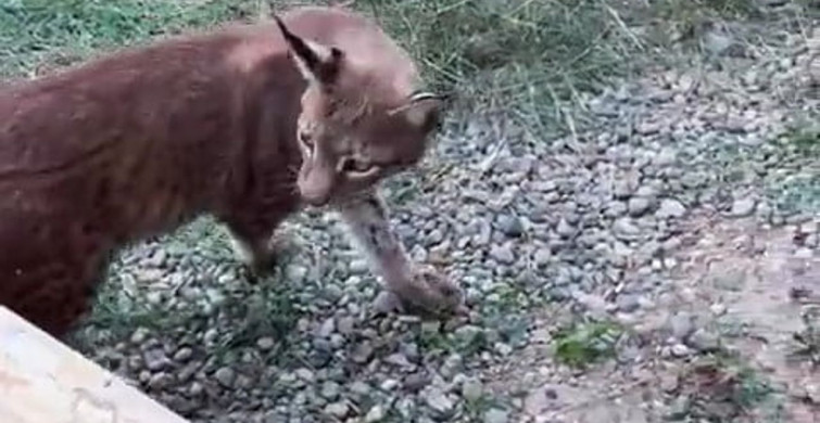 Edirne sınır kapısında iki vaşak ve serval ele geçirildi