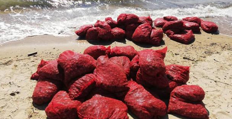Edirne'de 875 Kilo Kum Midyesi Ele Geçirildi