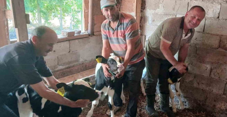 Edirne’de besicinin üçüz buzağı sevinci