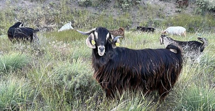 Edirne'de Brusella Vakası: Keçiler Karantinaya Alındı