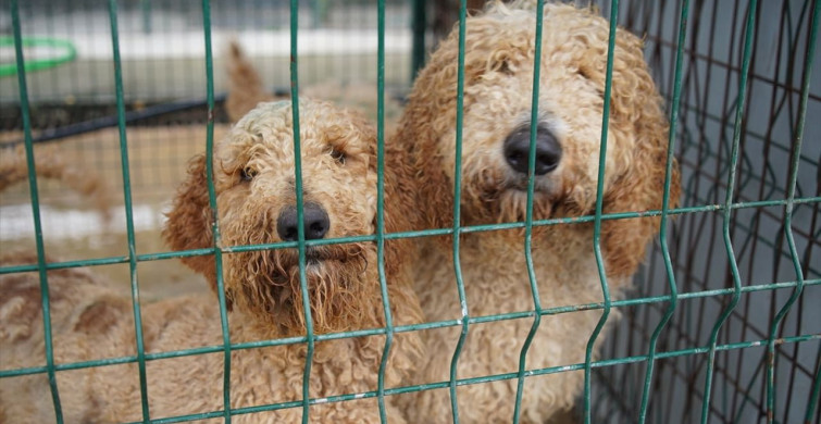 Edirne'de El Konulan Cins Köpekler Sahiplendirilecek