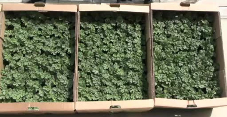 Edirne'de Karpuz Fidesi Dağıtımı: 60 Bin Aşılı Fide Üreticilerle Buluştu