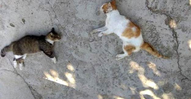Edirne'de Kedi ve Köpekler Zehirli Etle Öldürüldü