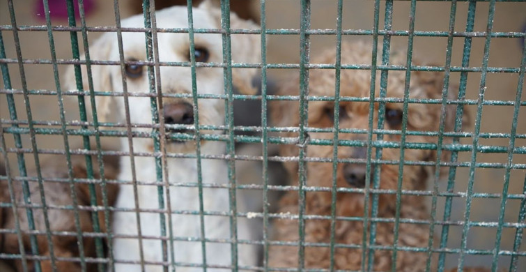 Edirne'de Kurtarılan 88 Cins Köpek Yeni Ailelerine Kavuştu