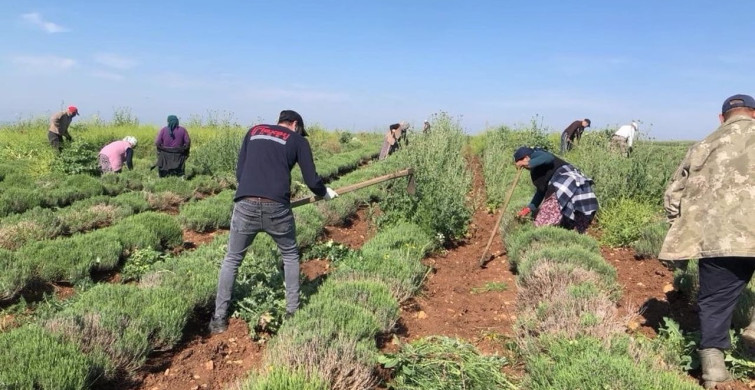 Edirne'de Lavanta Tarımı ile Verimsiz Araziler Değerlendiriliyor
