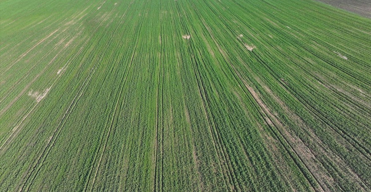 Edirne'de Yağışlar Kanola Üreticisini Sevindirdi