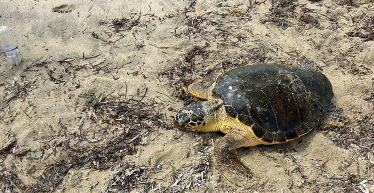 Edirne'de Yaralı Caretta Caretta Tedavi Altına Alındı