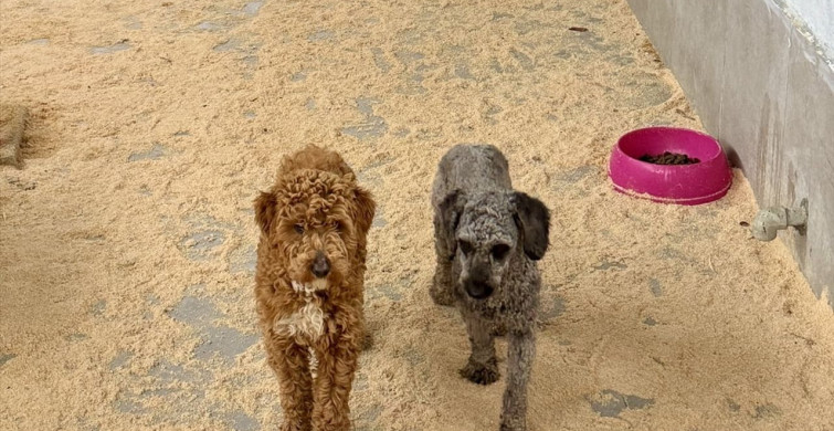 Edirne'de Yasa Dışı Köpek Üretimi Ceza ile Sonuçlandı