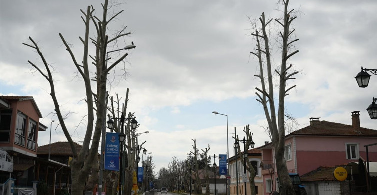 Edirne'deki Ağaç Budama Tartışması: Çevreciler Tepkili