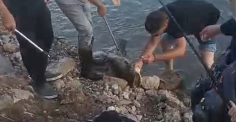 Edirneli esnaf, 30 kiloluk yayın balığını Meriç Nehri'nde gezdirdi