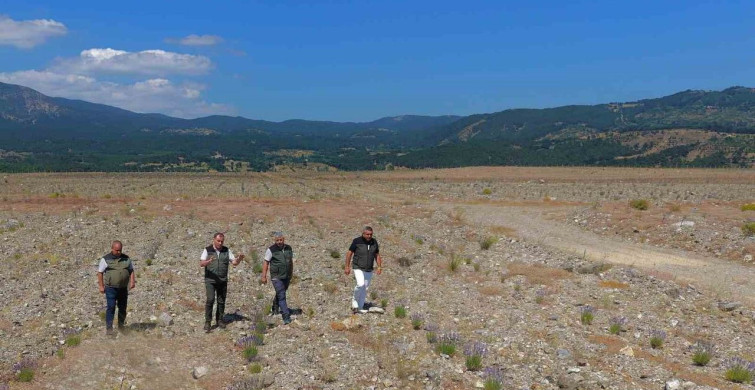 Edremit'te eski maden sahası lavanta kokulu bal ormanına dönüştü