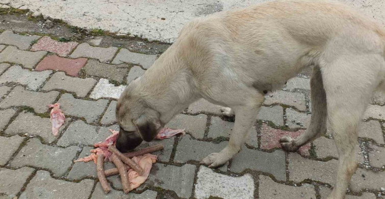 Edremit'te Hayvansever Genç