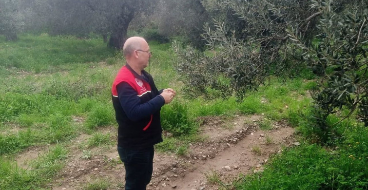 Edremit'te Zeytin Güvesine Karşı Biyoteknik Mücadele