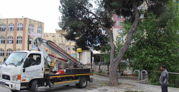 Efeler'de Yağışlar Sonrası Ağaçlarda Tehlike