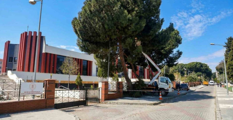 Efeler'de Yüksek Çam Ağaçları Bakıma Alındı