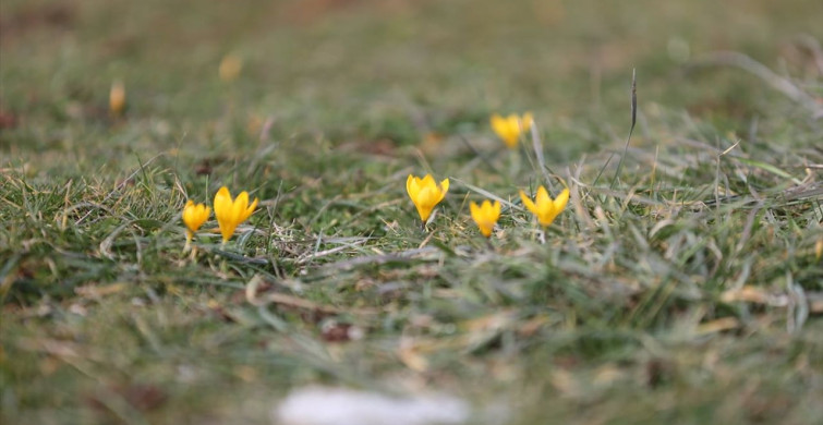 Eflani'de Çiğdemler Erken Çiçek Açtı