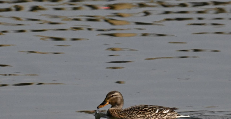 Efteni Kuş Cenneti Gölü Göçmen Kuşları Ağırlıyor