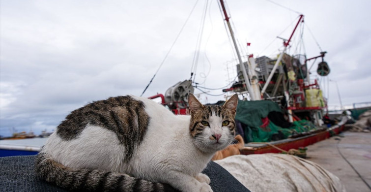 Egeli Balıkçılar: Hava Koşulları Umutları Azaltmıyor
