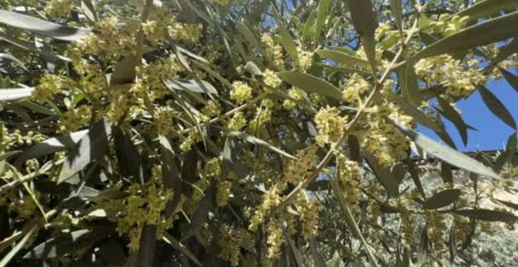 El Nino'ya Karşı Zeytin Üreticilerine Kritik Uyarılar