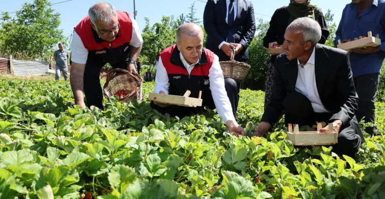 Elazığ valisi Numan Hatipoğlu çilek hasadına katıldı