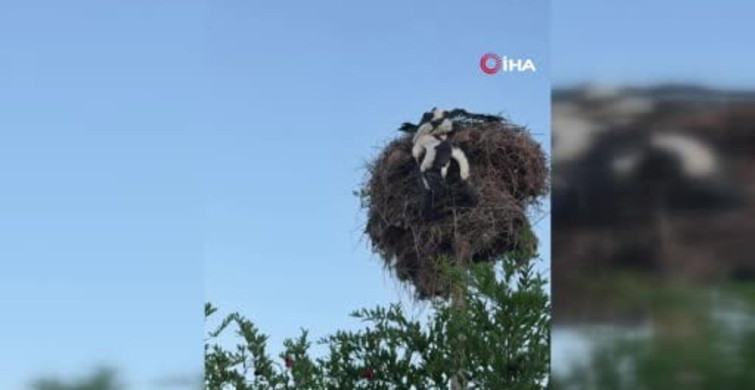 Elazığ'da 3 yavru leylek itfaiye ekipleri tarafından kurtarıldı
