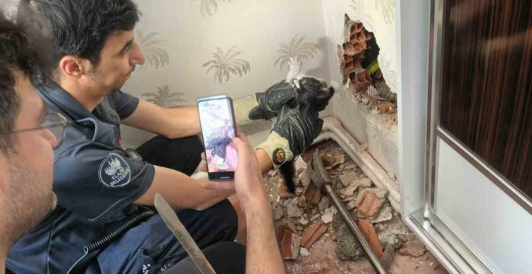 Elazığ'da baca boşluğunda mahsur kalan yavru kedi kurtarıldı