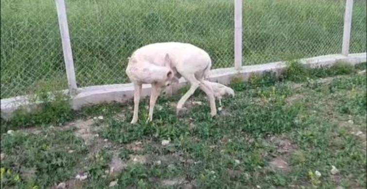Elazığ'da Beyaz Alageyik Bahçeye İndi
