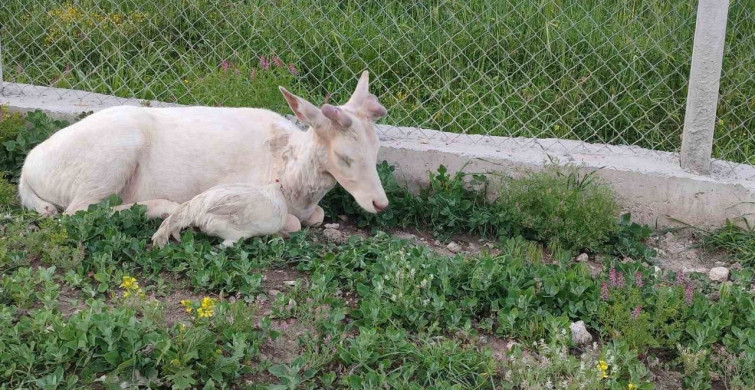 Elazığ'da Beyaz Alageyik Bahçeye İndi