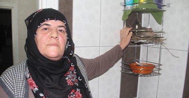 Elazığ'da Bir Kumru 3 Yıldır Aynı Evin Banyosuna Gelip Yuva Yapıyor