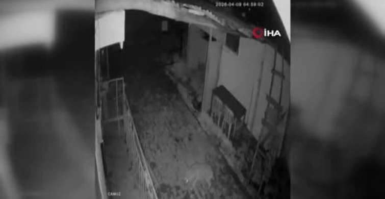 Elazığ'da Bir Kurt Köyde Görüntülendi